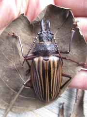 Macrodontia marechali