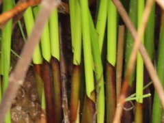 Juncus effusus pacificus