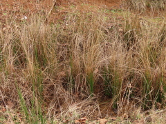 Juncus effusus pacificus