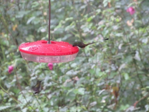 Ocreatus peruanus