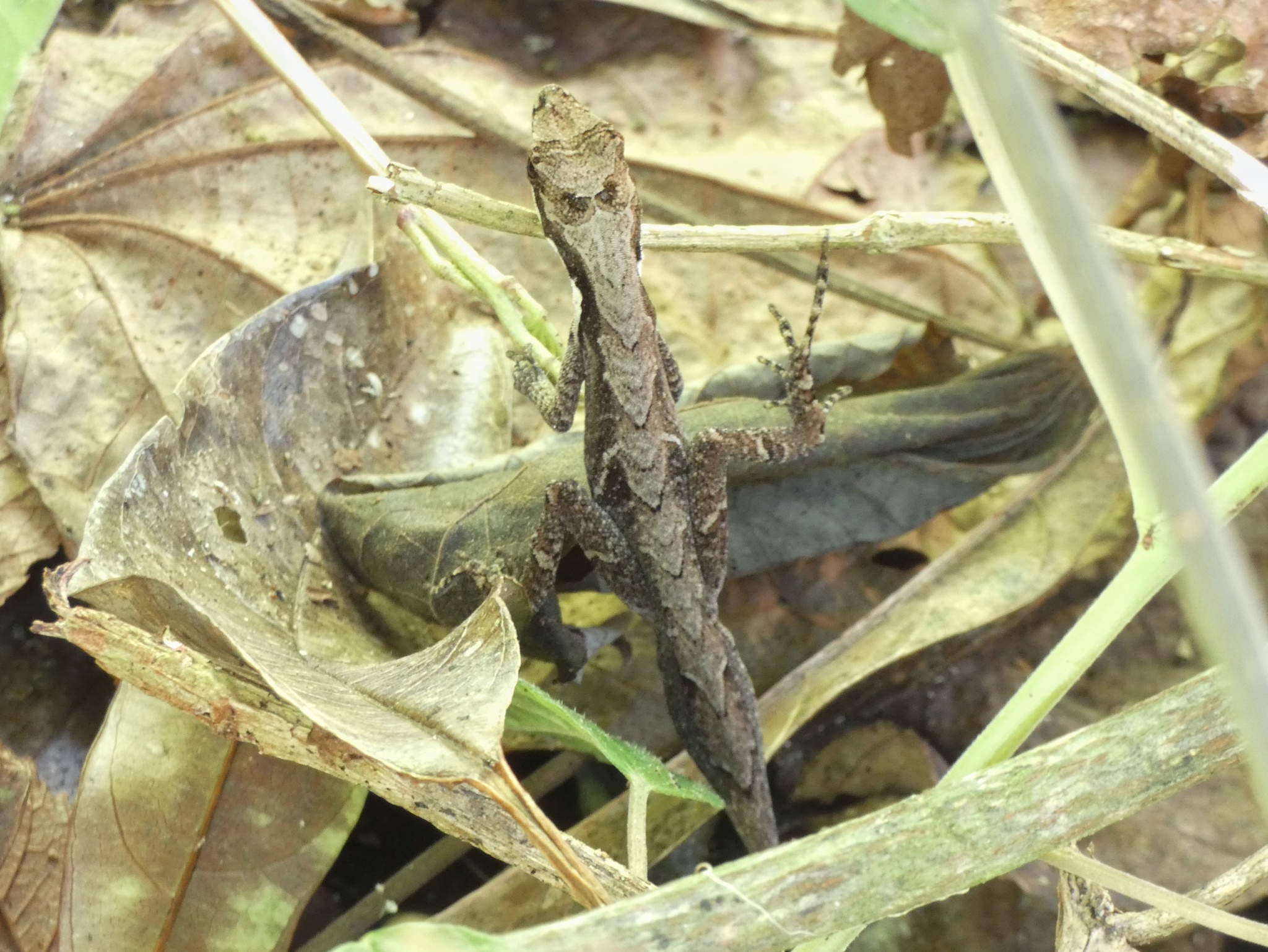 West Panamanian Anole photo 8