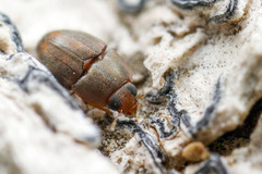 Propalticus