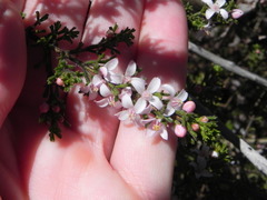 Zanthoxyloideae