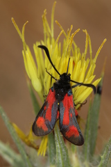 Zygaena sarpedon