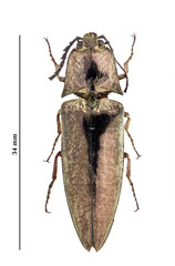 Oxynopterinae
