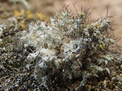 Heterodermia namaquana