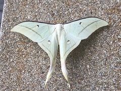 Actias selene