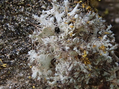 Heterodermia namaquana