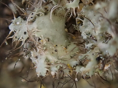 Heterodermia namaquana