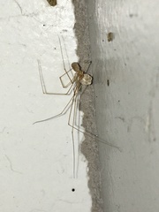 Micropholcus fauroti