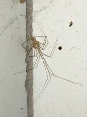 Micropholcus fauroti