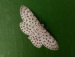 Antipercnia belluaria