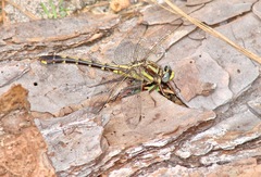 Gomphurus hybridus