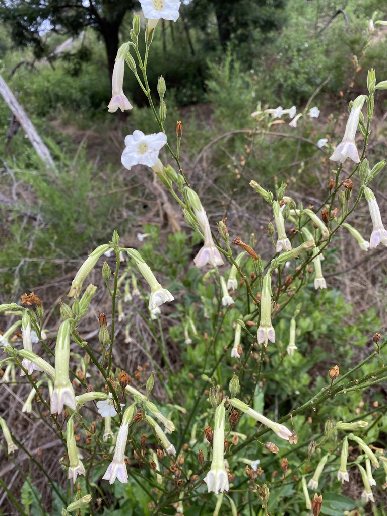 Australian Tobacco (Nicotiana suaveolens) · iNaturalist