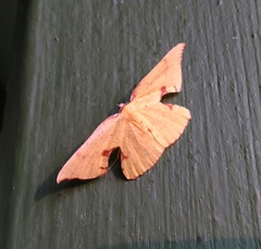 Corymica spatiosa