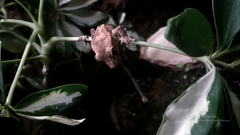Correlophus ciliatus