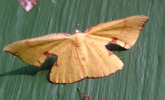 Corymica spatiosa