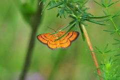 Idaea flaveolaria