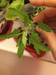 Chenopodium ficifolium