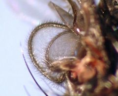 Phaonia caerulescens