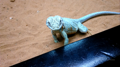 Crotaphytus