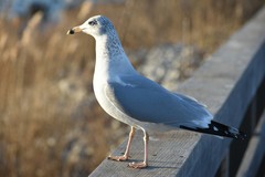 Larus delawarensis