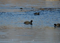 Fulica americana