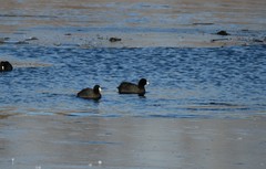 Fulica americana