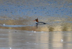 Mergus merganser
