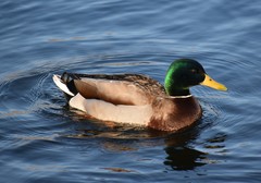 Anas platyrhynchos