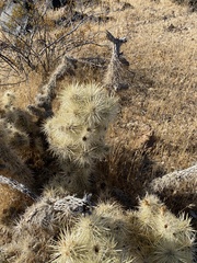 Cylindropuntia multigeniculata