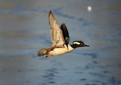 Lophodytes cucullatus