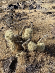 Cylindropuntia multigeniculata