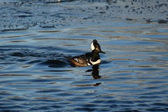 Lophodytes cucullatus