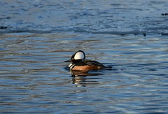 Lophodytes cucullatus