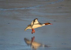 Mergus merganser
