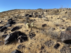 Cylindropuntia multigeniculata