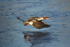 Mergus merganser