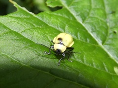 Asphaera pallida