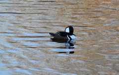 Lophodytes cucullatus