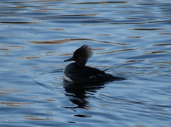 Lophodytes cucullatus