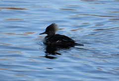 Lophodytes cucullatus