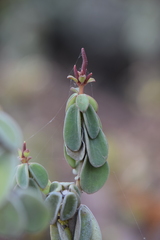 Peperomia leptophylla