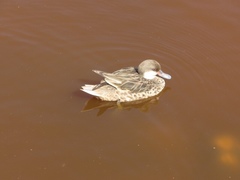 Anas bahamensis galapagensis