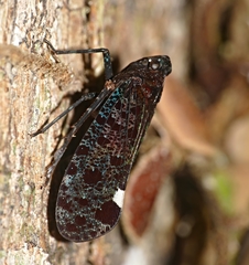 Penthicodes bimaculatus