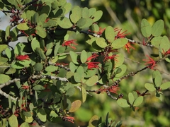 Psittacanthus biternatus