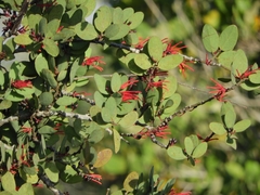 Psittacanthus biternatus