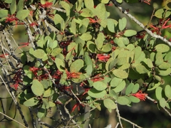 Psittacanthus biternatus