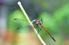 Libellulidae