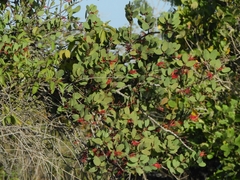 Psittacanthus biternatus